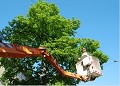 Bruggerhoff Tree Services