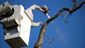 Heart Of The Valley Tree Services